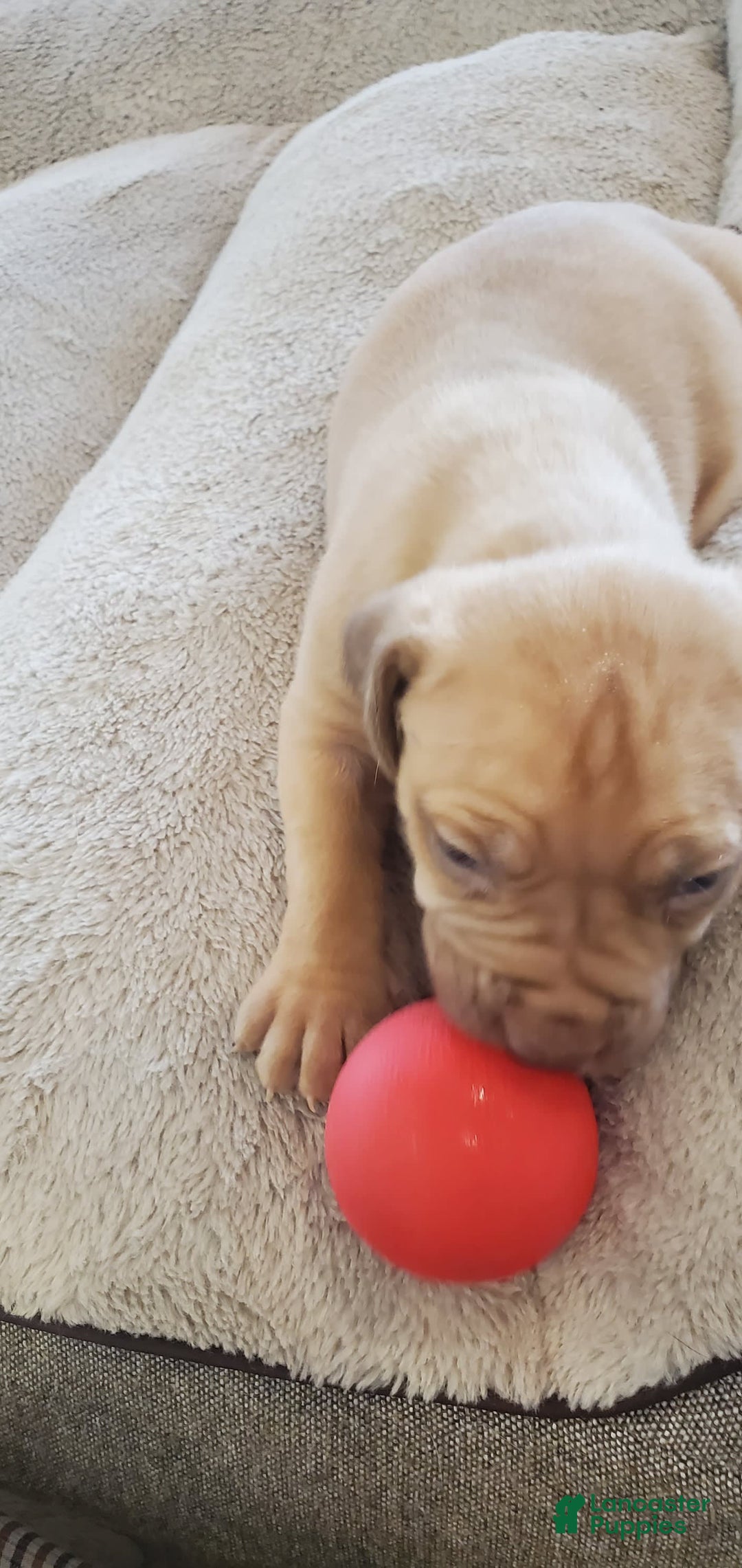 South African Boerboels dogs for sale: Lion - Image 3