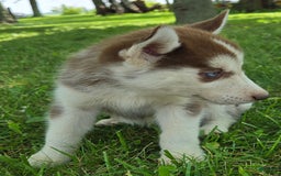 Siberian Husky dogs for sale: Hazel - Image 8
