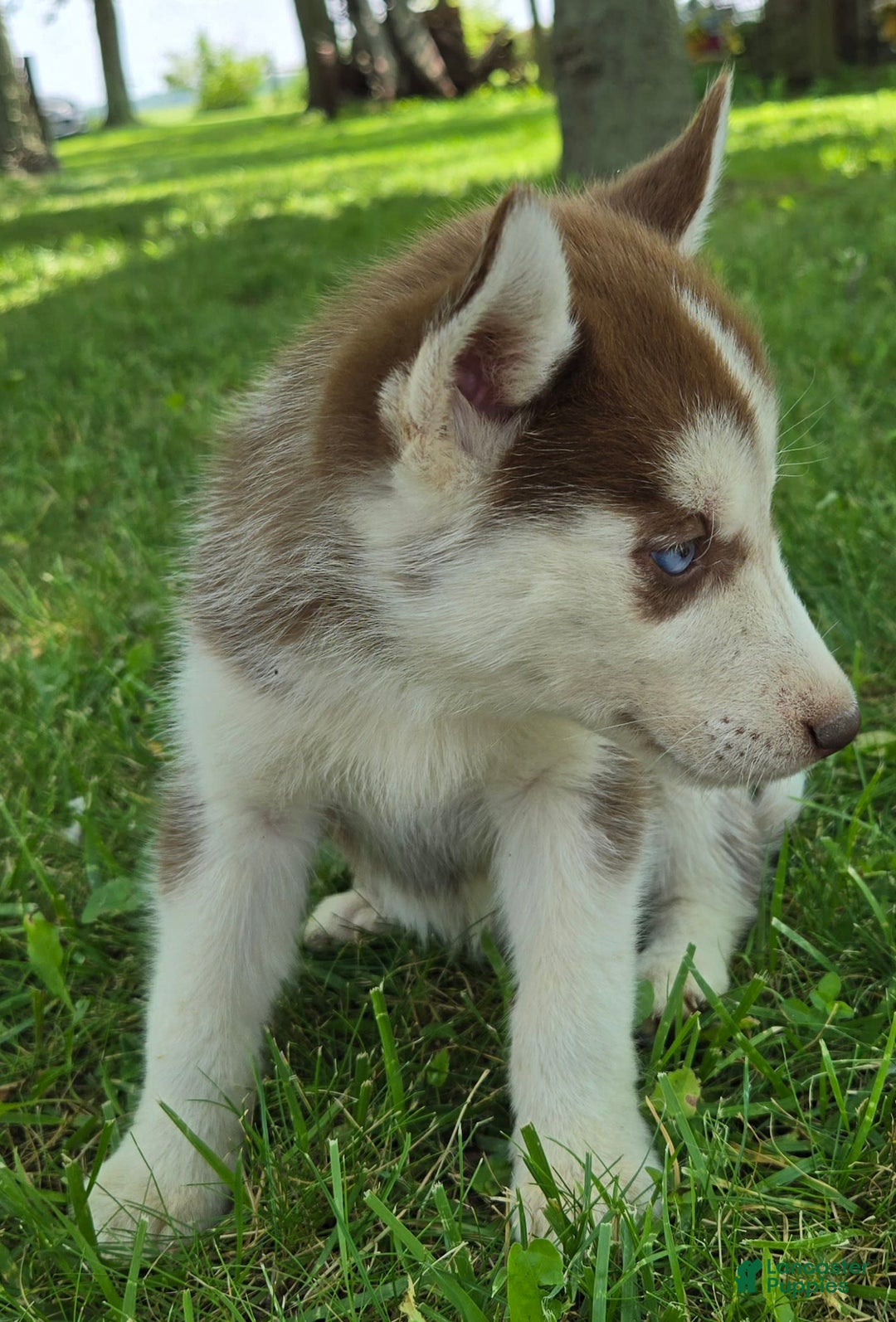 Siberian Husky dogs for sale: Hazel - Image 8