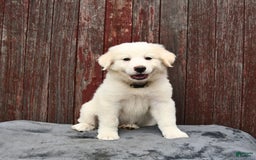 Great Pyrenees dogs for sale: Lilly - Image 2