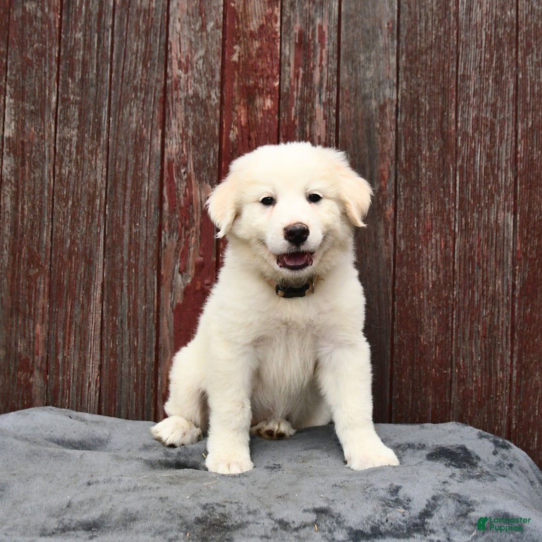 Great Pyrenees dogs for sale: Lilly - Image 2