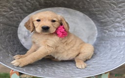 Golden Retriever dogs for sale: Steph - Image 2