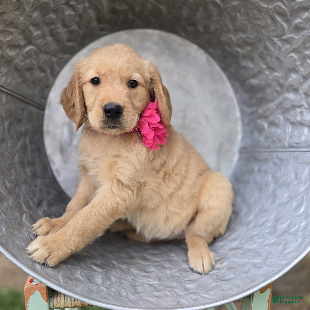 Golden Retriever dogs for sale: Steph - Image 2