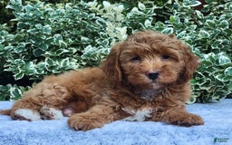 Cavapoo dogs for sale: Cavapoo 5 puppies - Image 13