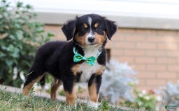 Mini Bernedoodle dogs for sale: Brody - Image 2