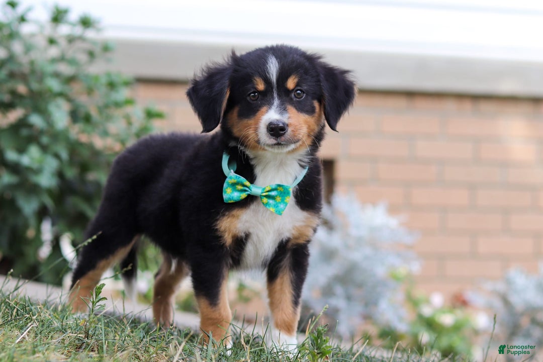 Mini Bernedoodle dogs for sale: Brody - Image 2