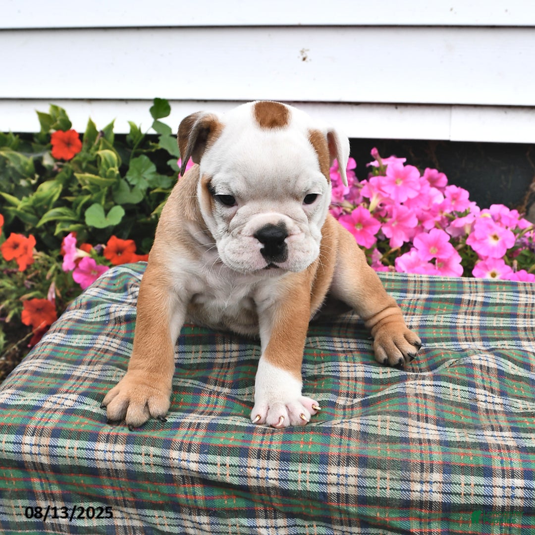 English Bulldog dogs for sale: Boots - Image 1