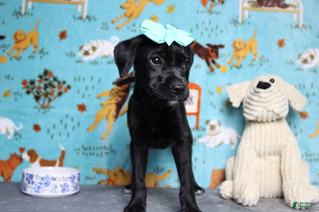 Labrador Retriever dogs for sale: Obsidian - Image 8