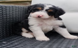 Mini Bernedoodle dogs for sale: Kallie - Image 1
