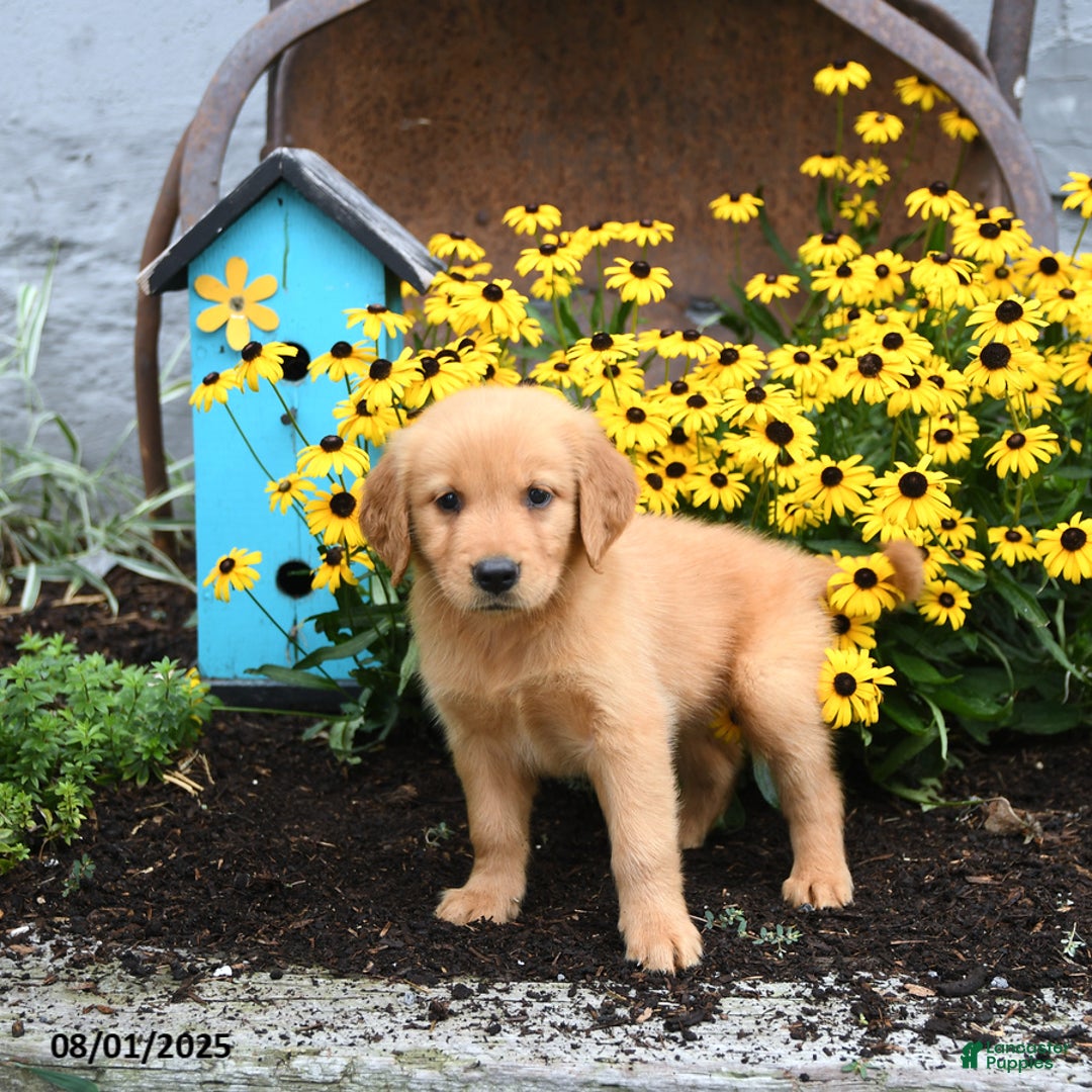 Golden Retriever dogs for sale: Fern - Image 3
