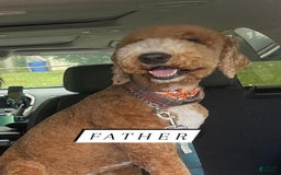 Bernedoodle dogs for sale: Denver - Image 10