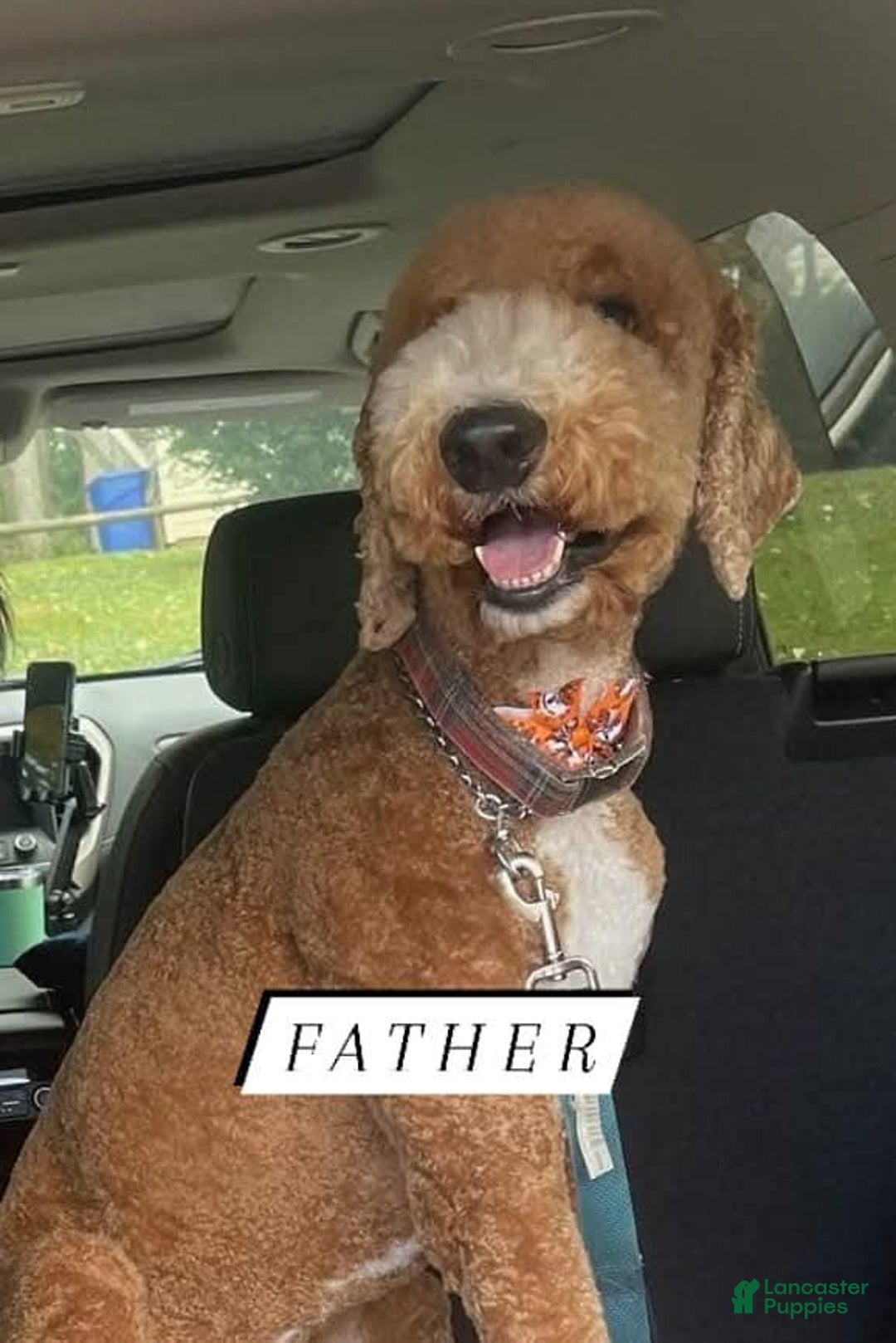 Bernedoodle dogs for sale: Denver - Image 10