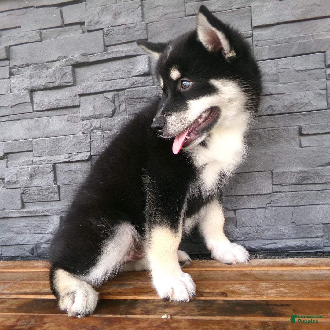 Pomsky dogs for sale: Sammy - Image 6