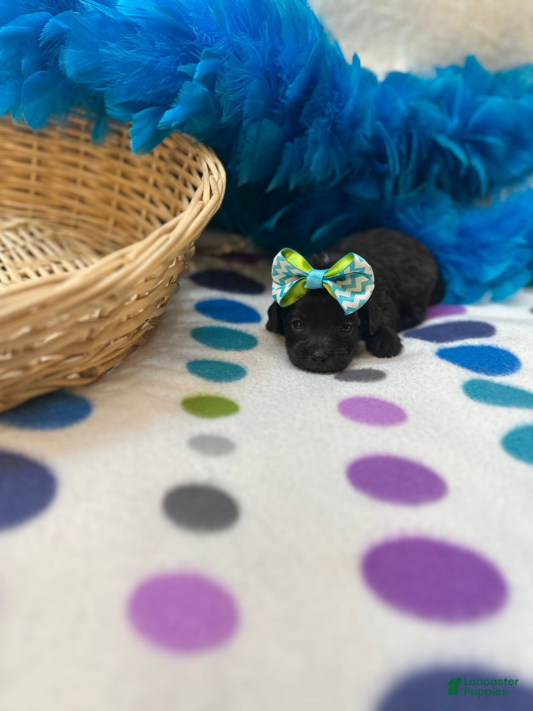 Morkie dogs for sale: Penelope - Image 1