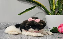 Shih Tzu dogs for sale: Tiny Tiff ❤️ - Image 31