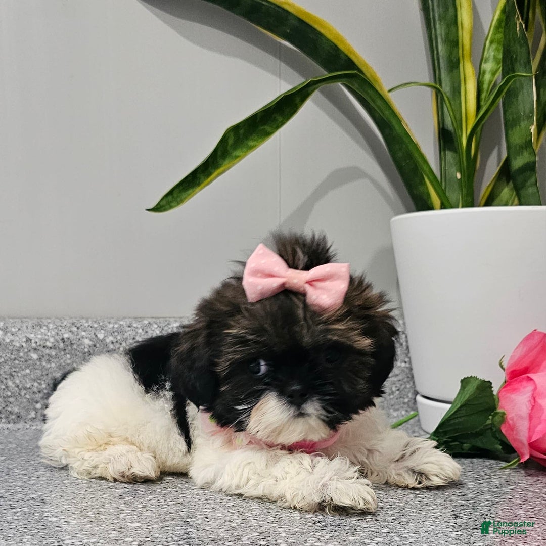 Shih Tzu dogs for sale: Tiny Tiff ❤️ - Image 31