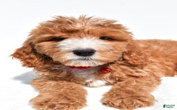 Mini Goldendoodle dogs for sale: Twinkie - Image 2