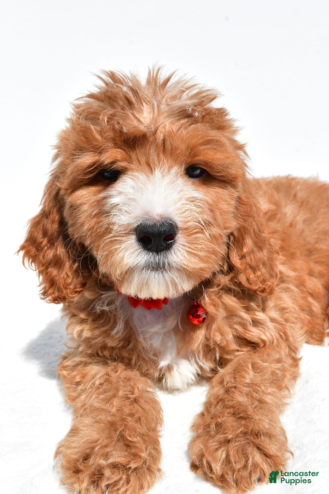 Mini Goldendoodle dogs for sale: Twinkie - Image 2