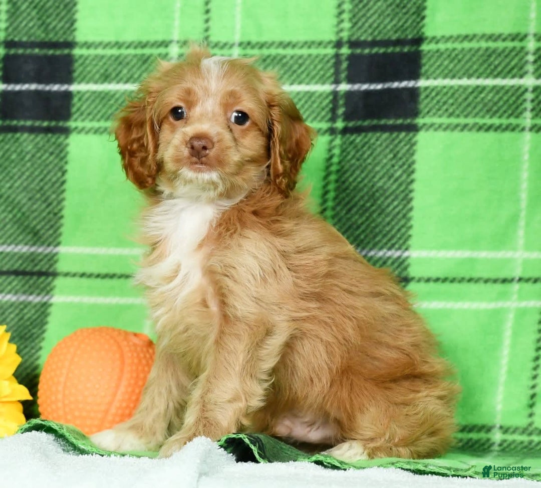 Cockapoo dogs for sale: Vince - Image 1