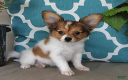 Papillon dogs for sale: Badger - Image 7