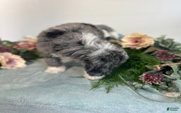 Mini Bernedoodle dogs for sale: Rune - Image 6