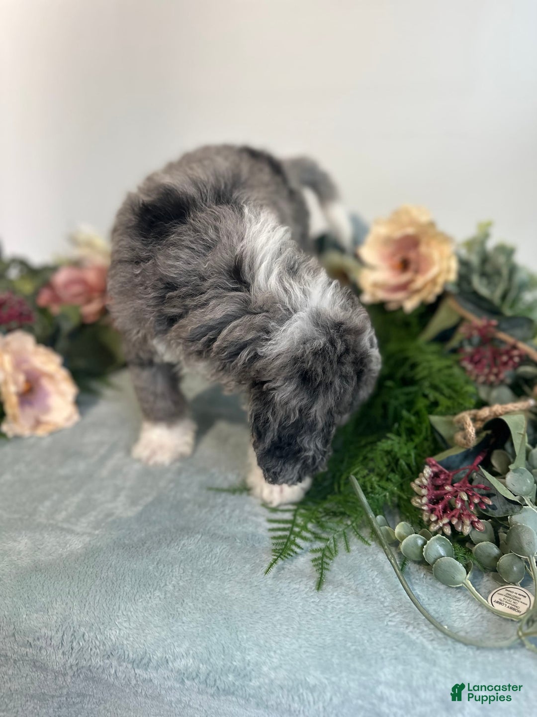 Mini Bernedoodle dogs for sale: Rune - Image 6