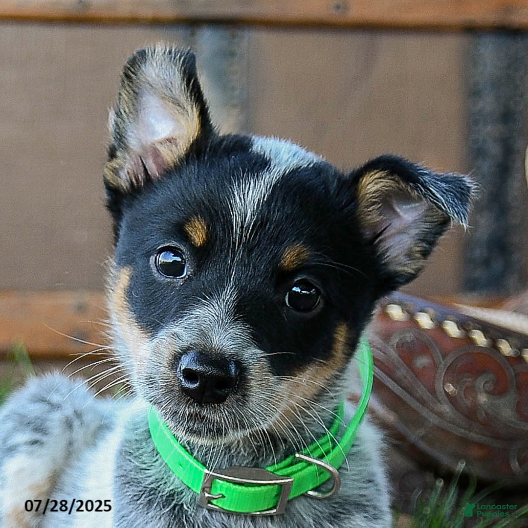 Australian Cattle Dog dogs for sale: Carla - Image 1