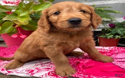 Goldendoodle dogs for sale: Andy - Image 11