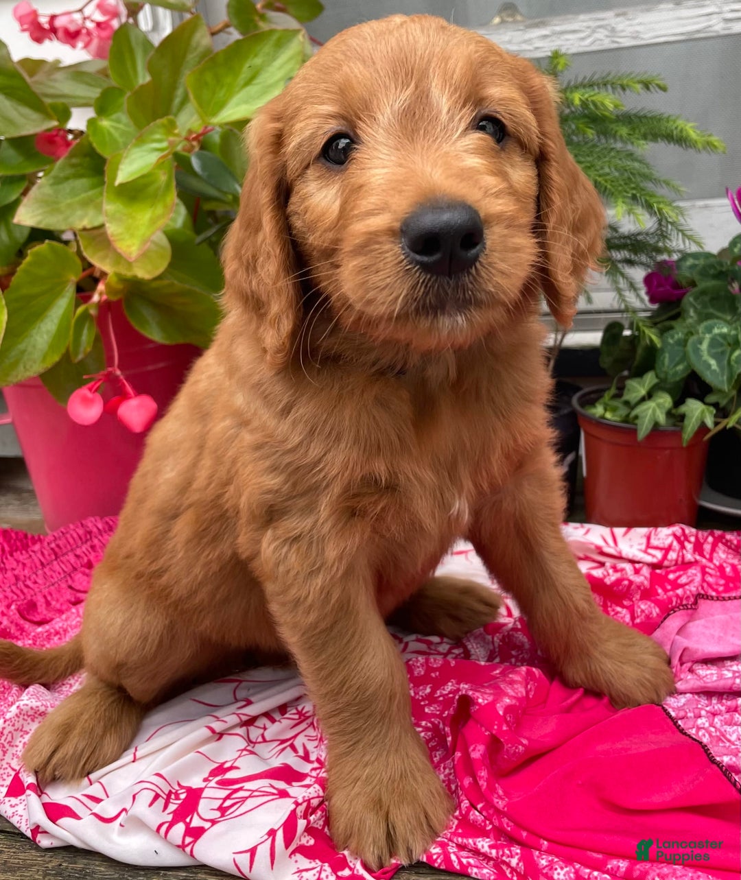 Goldendoodle dogs for sale: Andy - Image 11