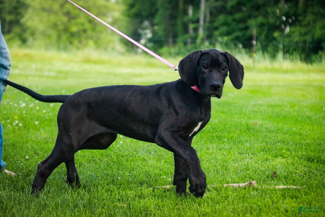 Great Dane dogs for sale: Selene - Image 12
