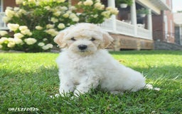 Mini Goldendoodle dogs for sale: Hickory - Image 3