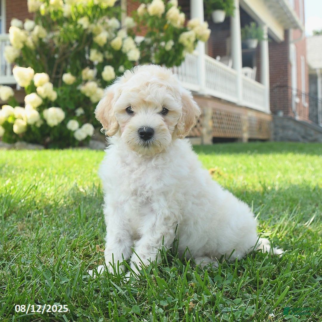 Mini Goldendoodle dogs for sale: Hickory - Image 3