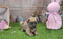 Catahoula Leopard Dog dogs for sale: Goldie 2025 F5 - Image 9