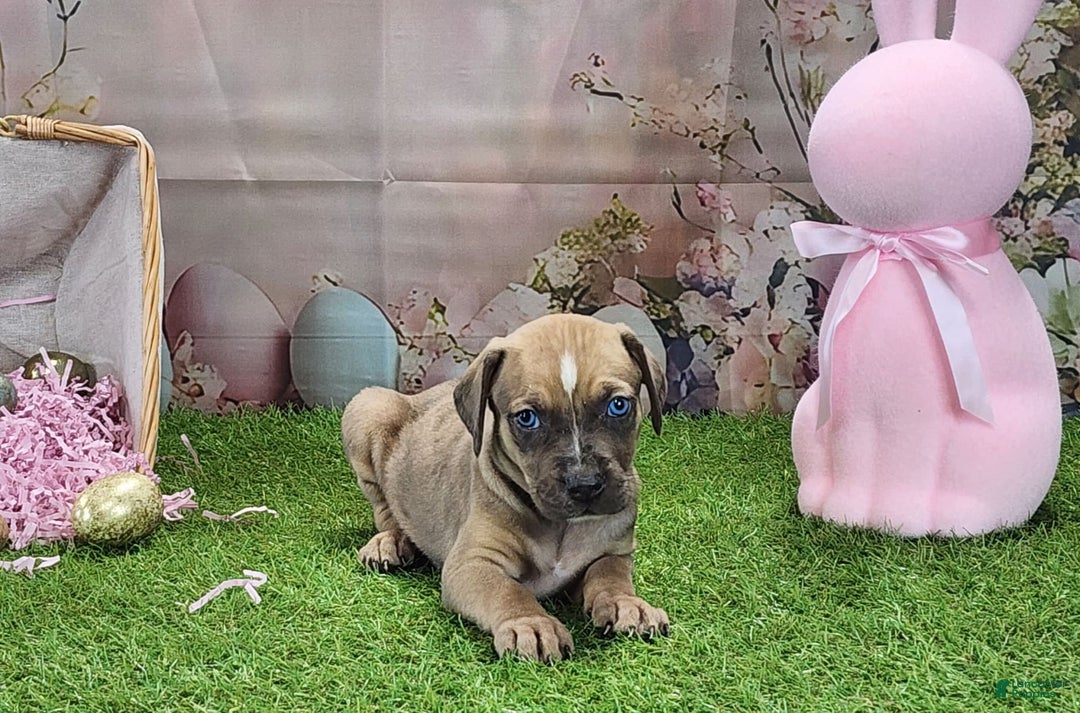 Catahoula Leopard Dog dogs for sale: Goldie 2025 F5 - Image 9