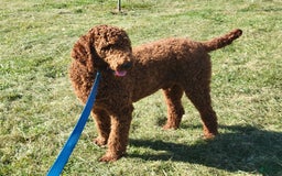 Goldendoodle dogs for sale: Cassie - Image 11