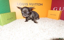 French Bulldog dogs for sale: Neptune - Image 1