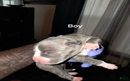 American Staffordshire Terrier dogs for sale: Jefe - Image 2