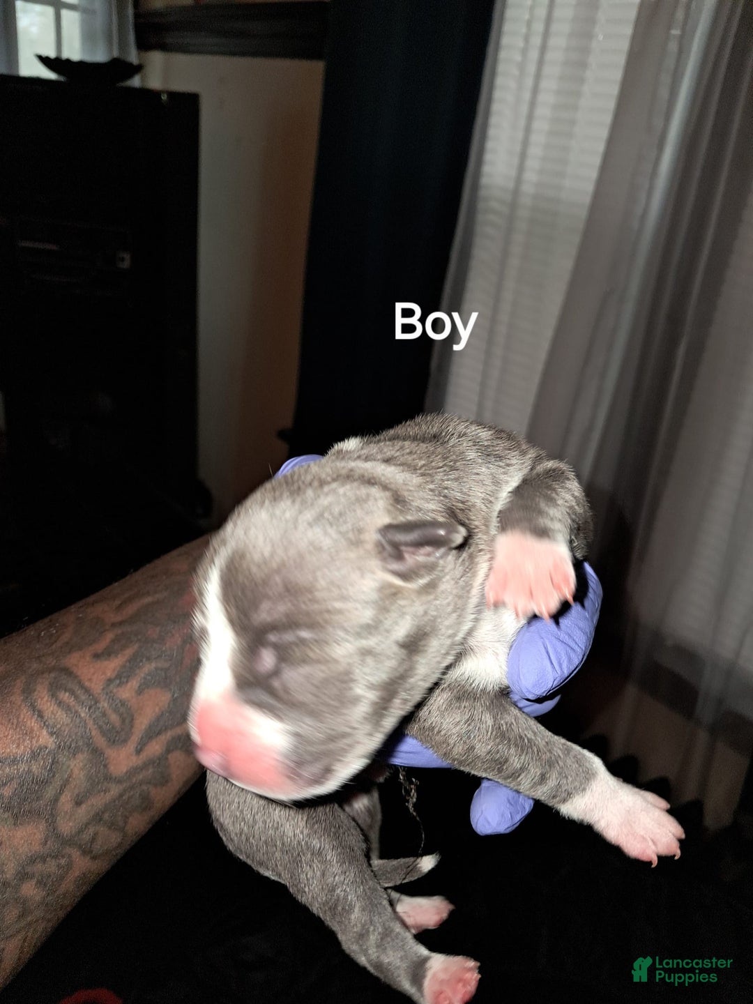 American Staffordshire Terrier dogs for sale: Jefe - Image 2