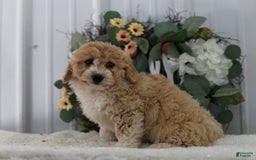 Mini Aussiedoodle dogs for sale: Princess - Image 4