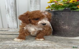 Cavapoo dogs for sale: Parker - Image 3