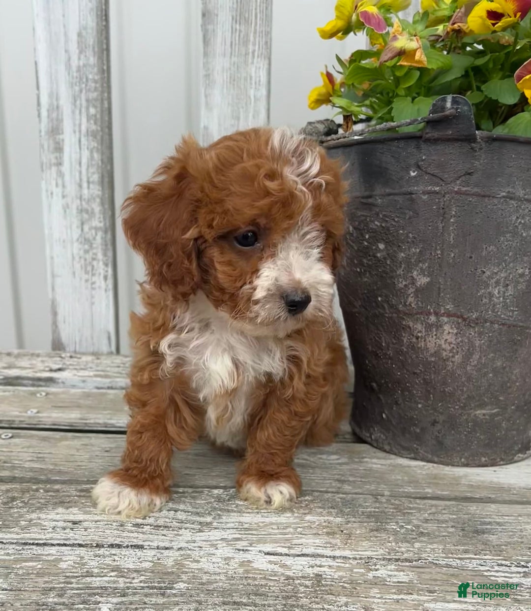 Cavapoo dogs for sale: Parker - Image 3