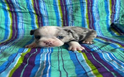 English Bulldog dogs for sale: Lucy - Image 2