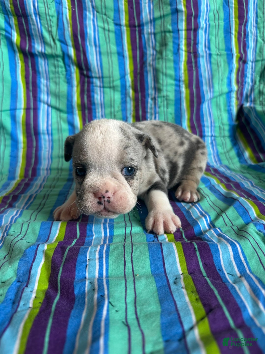 English Bulldog dogs for sale: Lucy - Image 2