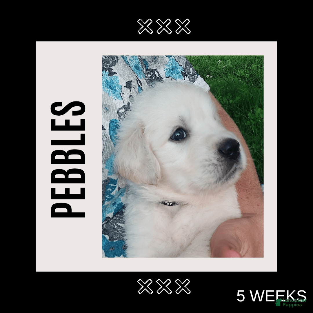 Golden Retriever dogs for sale: Pebbles - Image 1