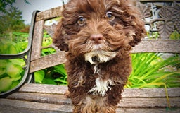 Havapoo dogs for sale: Tucker - Image 14