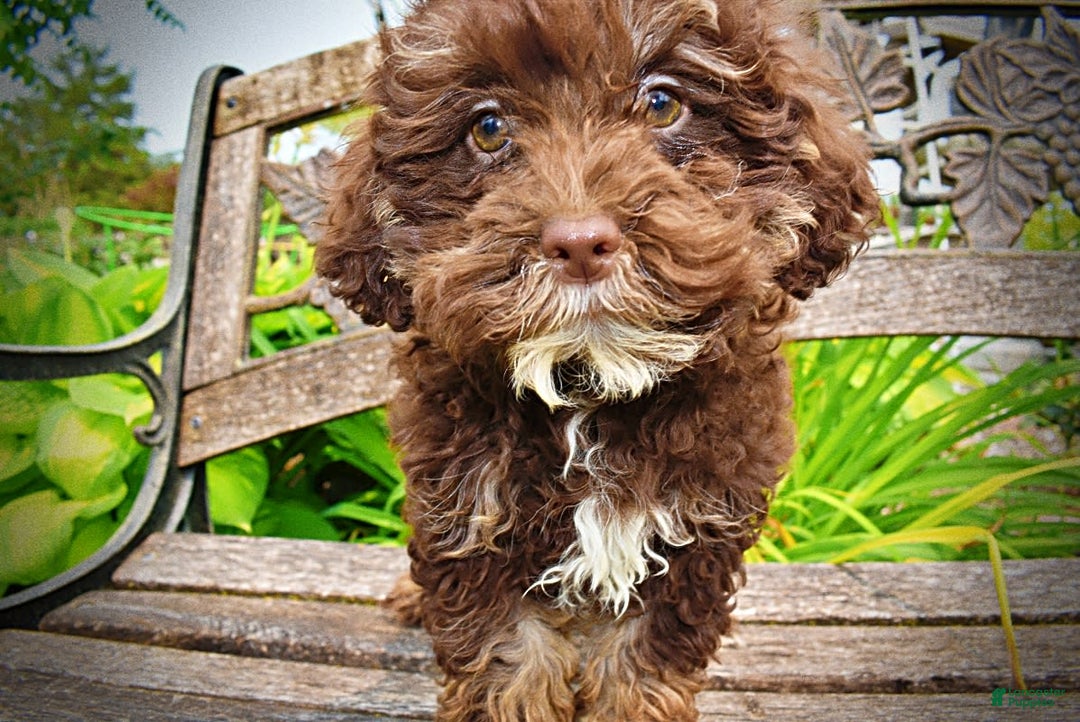 Havapoo dogs for sale: Tucker - Image 14