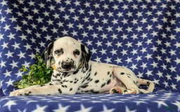 Dalmatian dogs for sale: Landen - Image 8