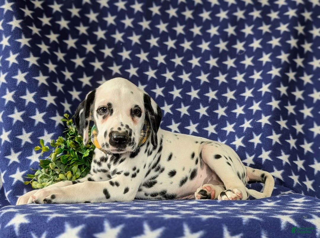 Dalmatian dogs for sale: Landen - Image 8