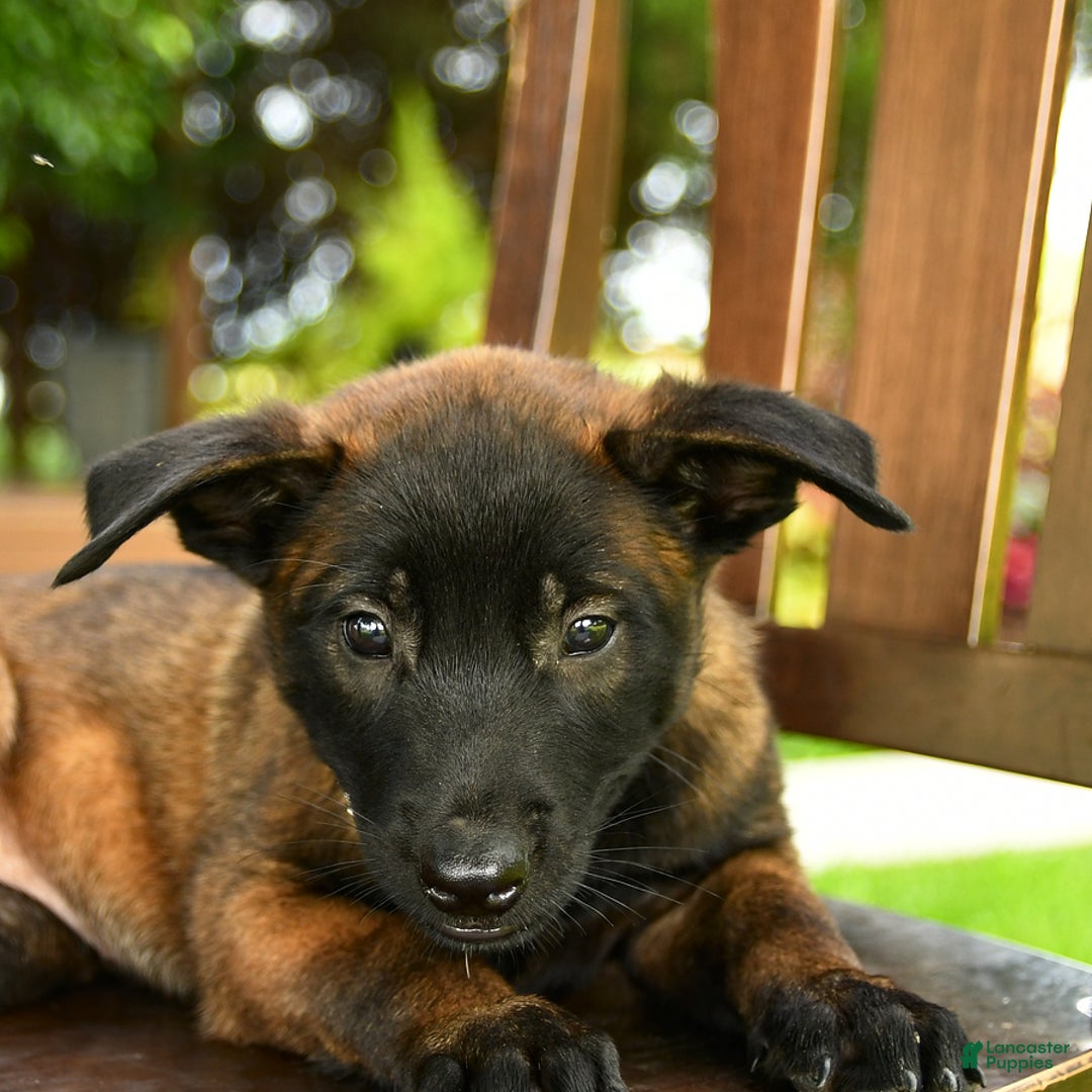 Belgian Malinois dogs for sale: Asia - Image 2