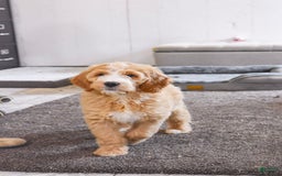 Goldendoodle dogs for sale: Mia - Image 4